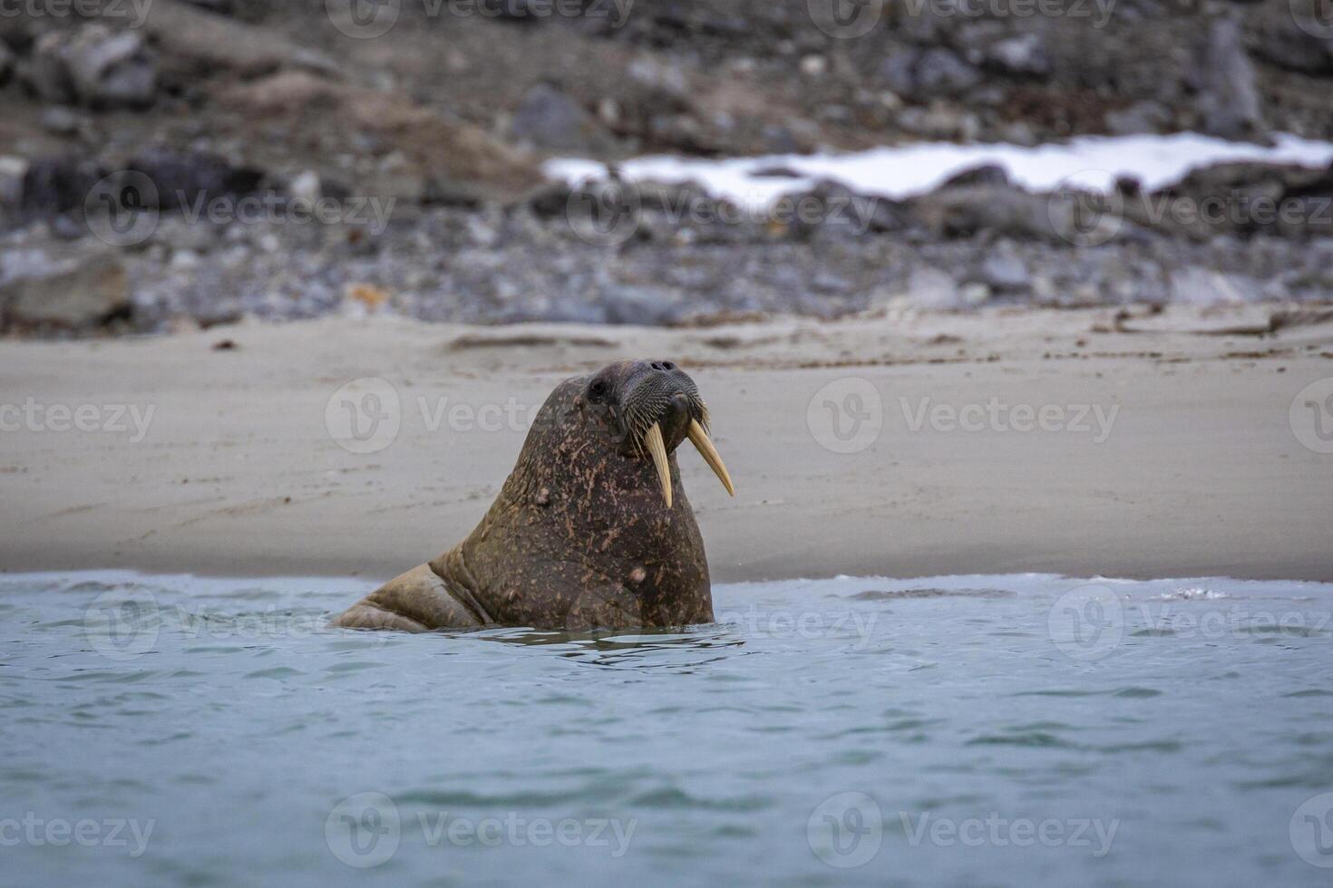 watching a small walrus colony in the arctic at the Magdalensfjorden photo