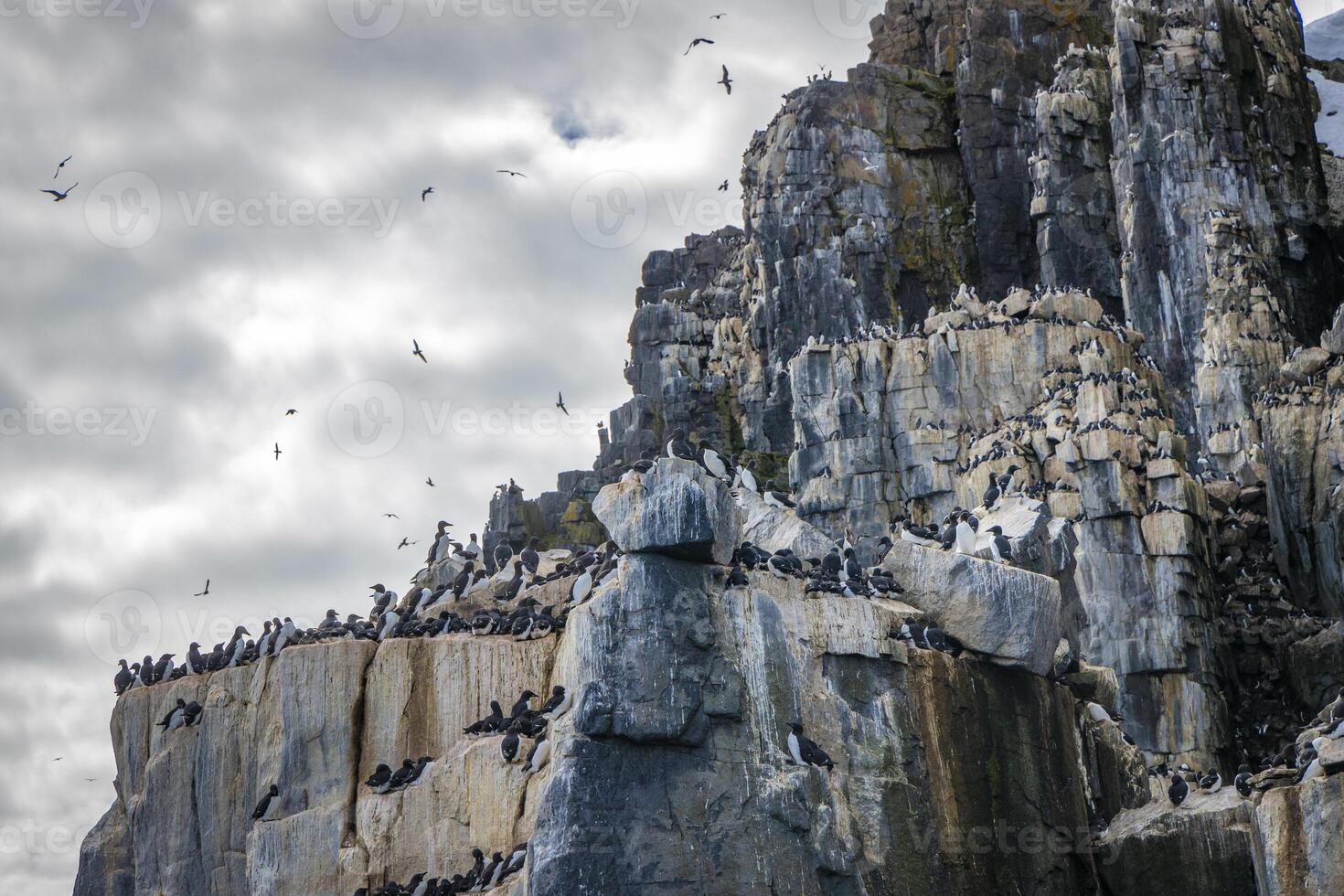 Bird watching at the wonderul Alkefjellet between Spitsbergen and Nordaustlandet on Svalbard photo