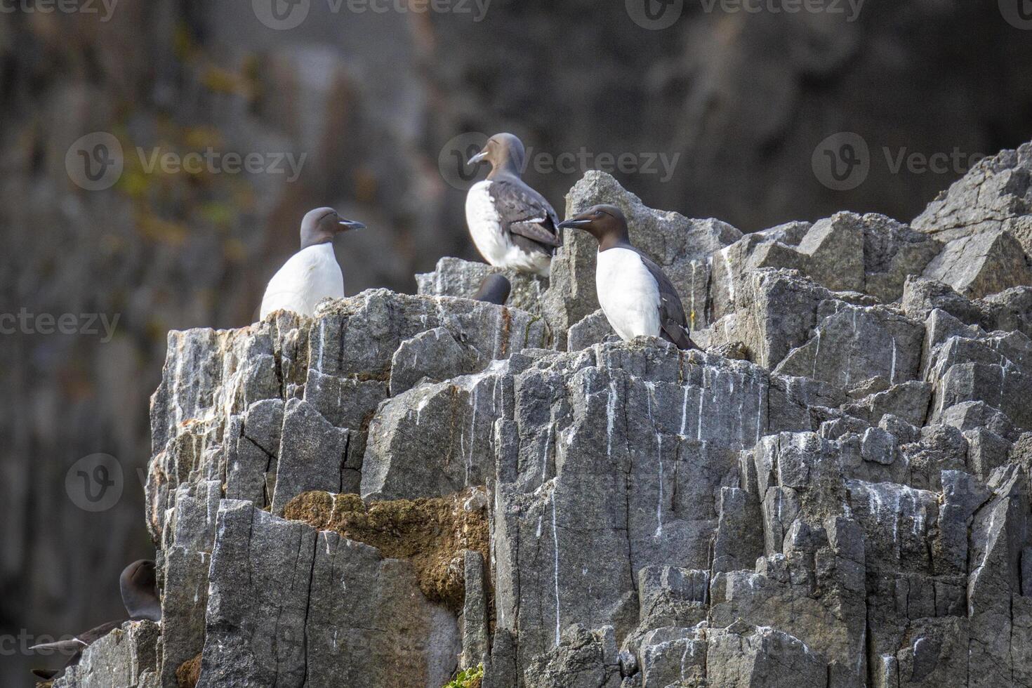 Bird watching at the wonderul Alkefjellet between Spitsbergen and Nordaustlandet on Svalbard photo
