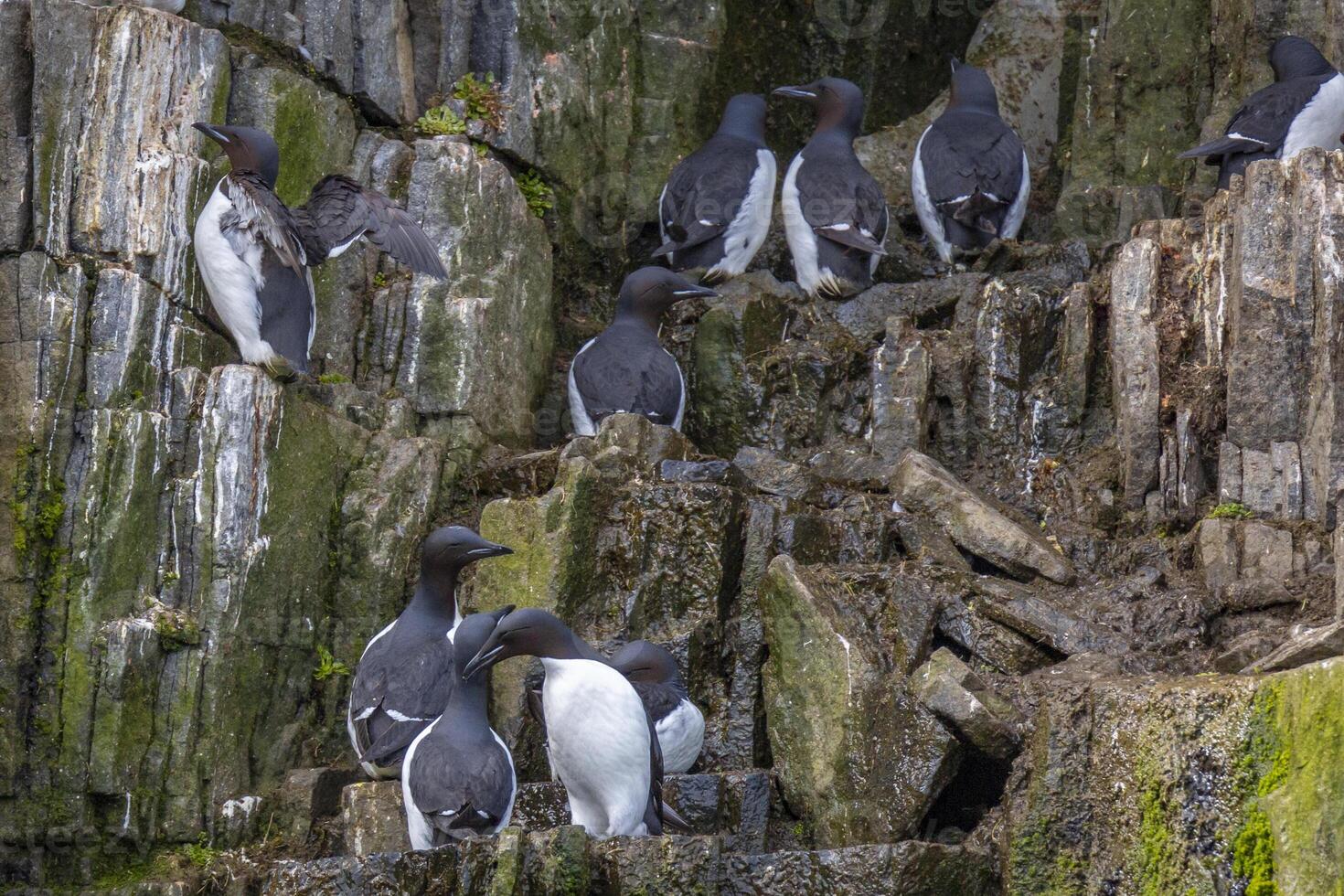 Bird watching at the wonderul Alkefjellet between Spitsbergen and Nordaustlandet on Svalbard photo