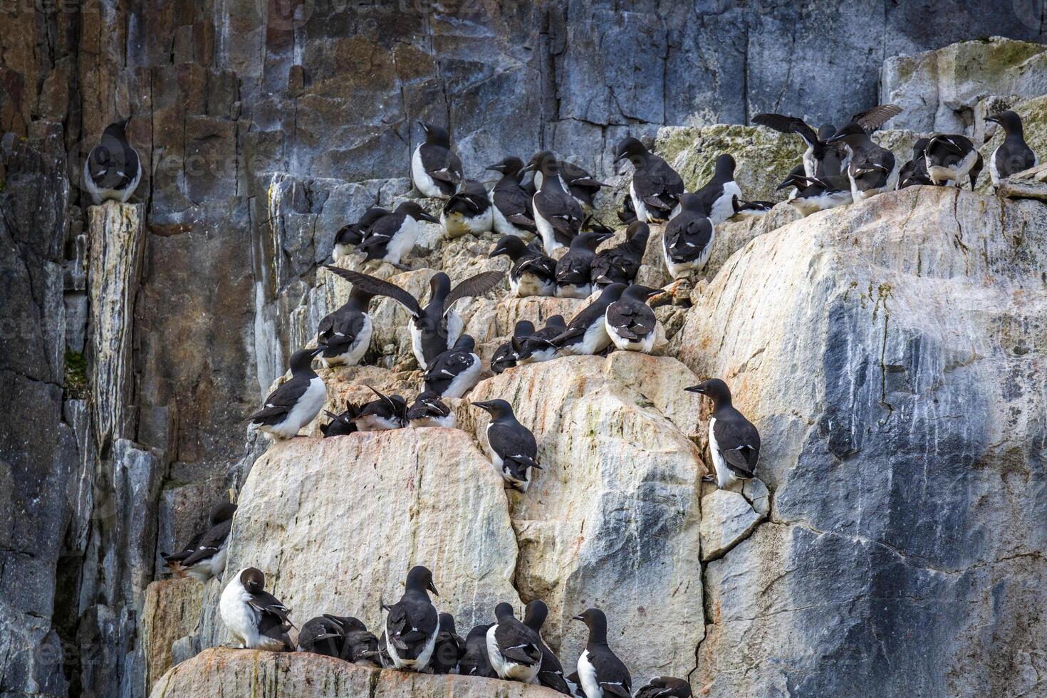 Bird watching at the wonderul Alkefjellet between Spitsbergen and Nordaustlandet on Svalbard photo