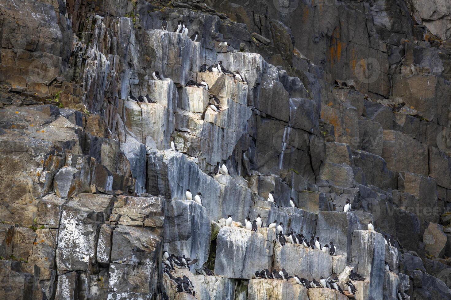 Bird watching at the wonderul Alkefjellet between Spitsbergen and Nordaustlandet on Svalbard photo