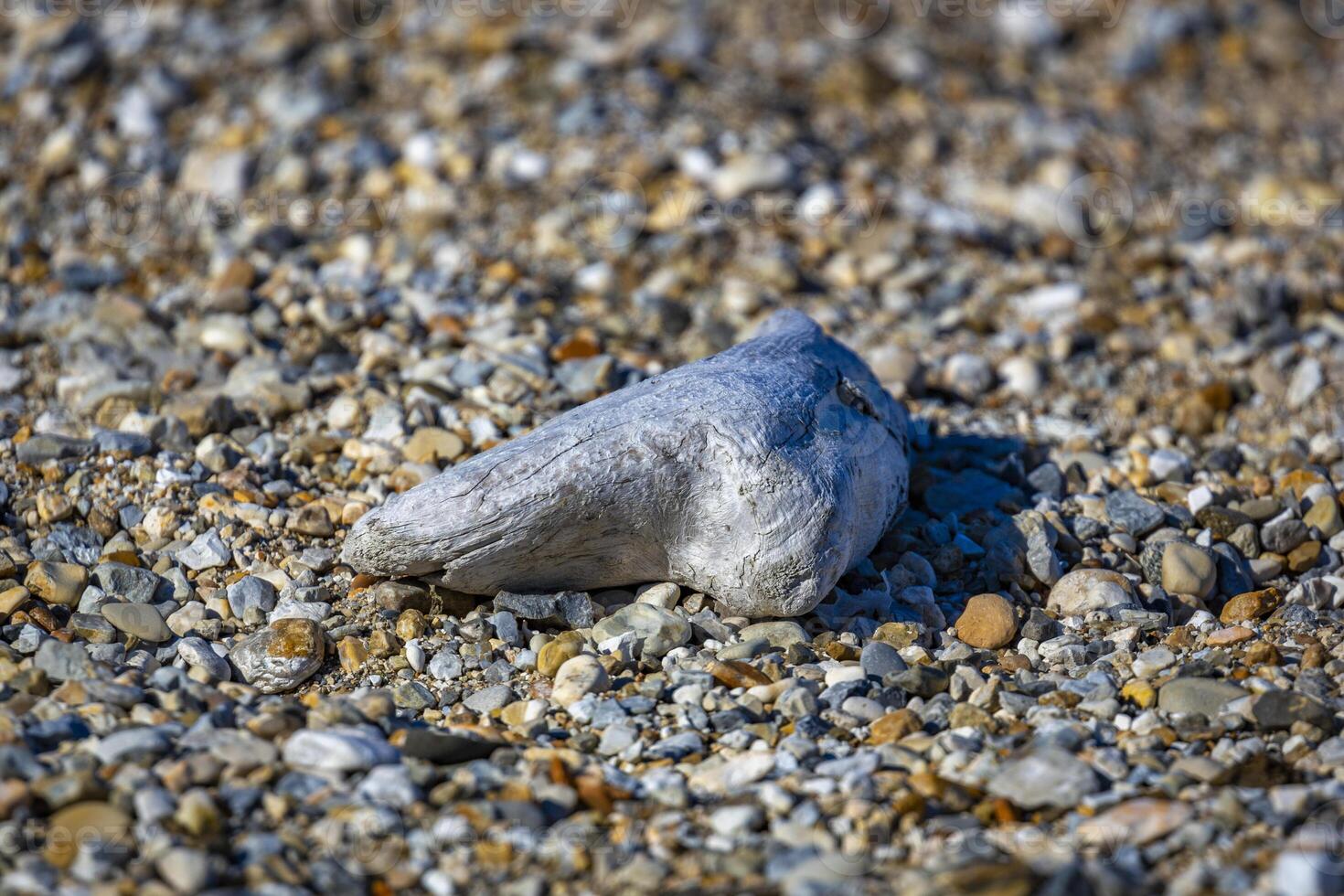 protected birth and walrus watching in the Arctic between Spitsbergen and Nordaustlandet on Svalbard, Norway photo