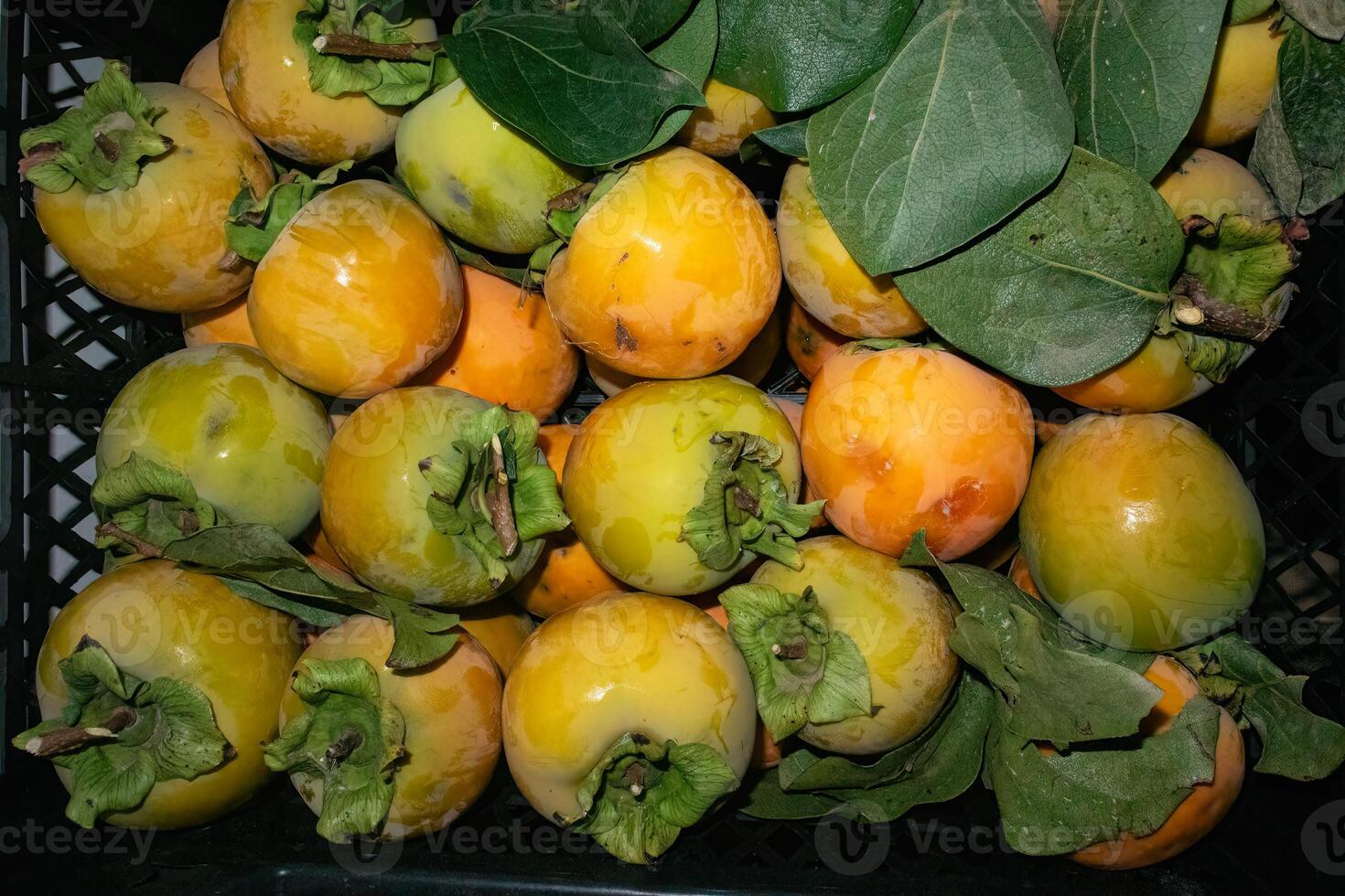 A crate of ripe persimmon. photo