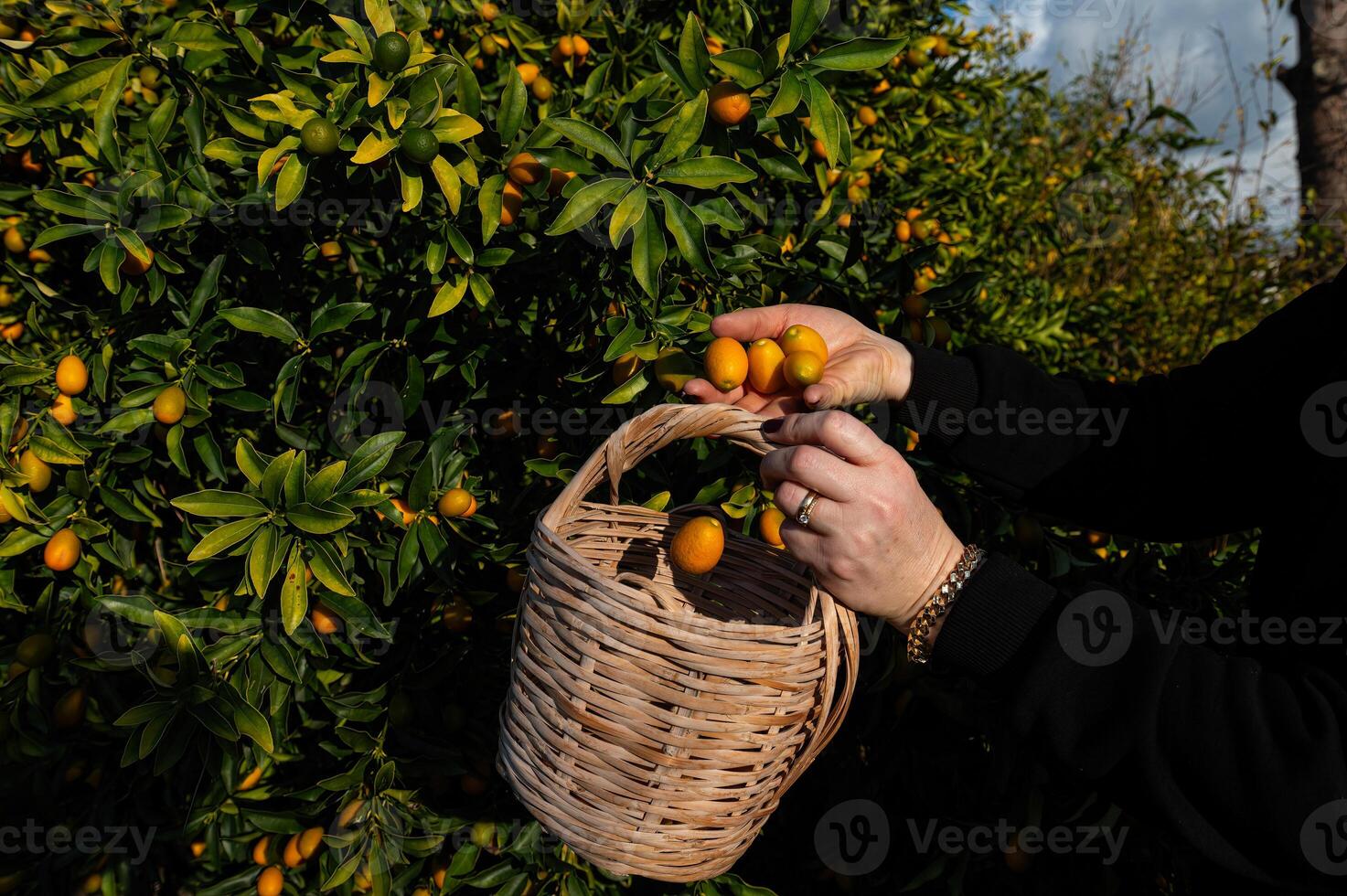 A woman picking kumquats from a tree with a basket. photo