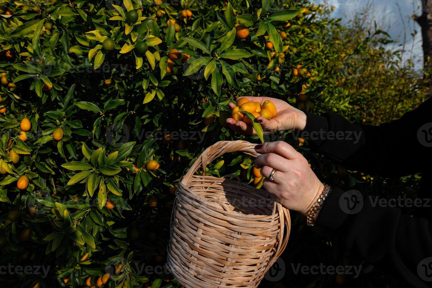 A woman picking kumquats from a tree with a basket. photo