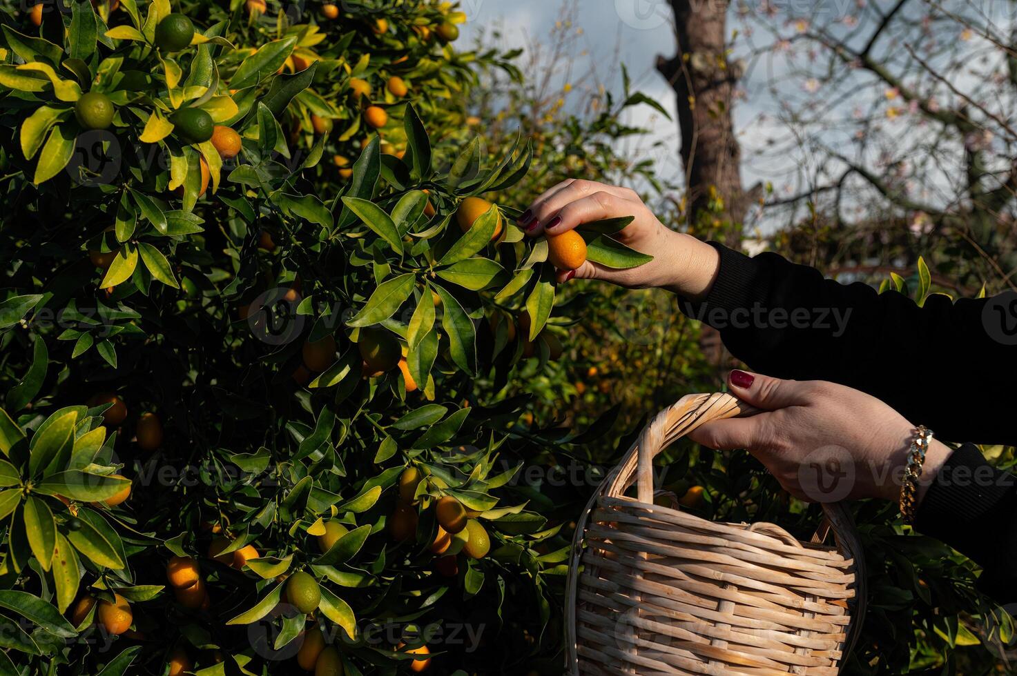 A woman picking kumquats from a tree with a basket. photo