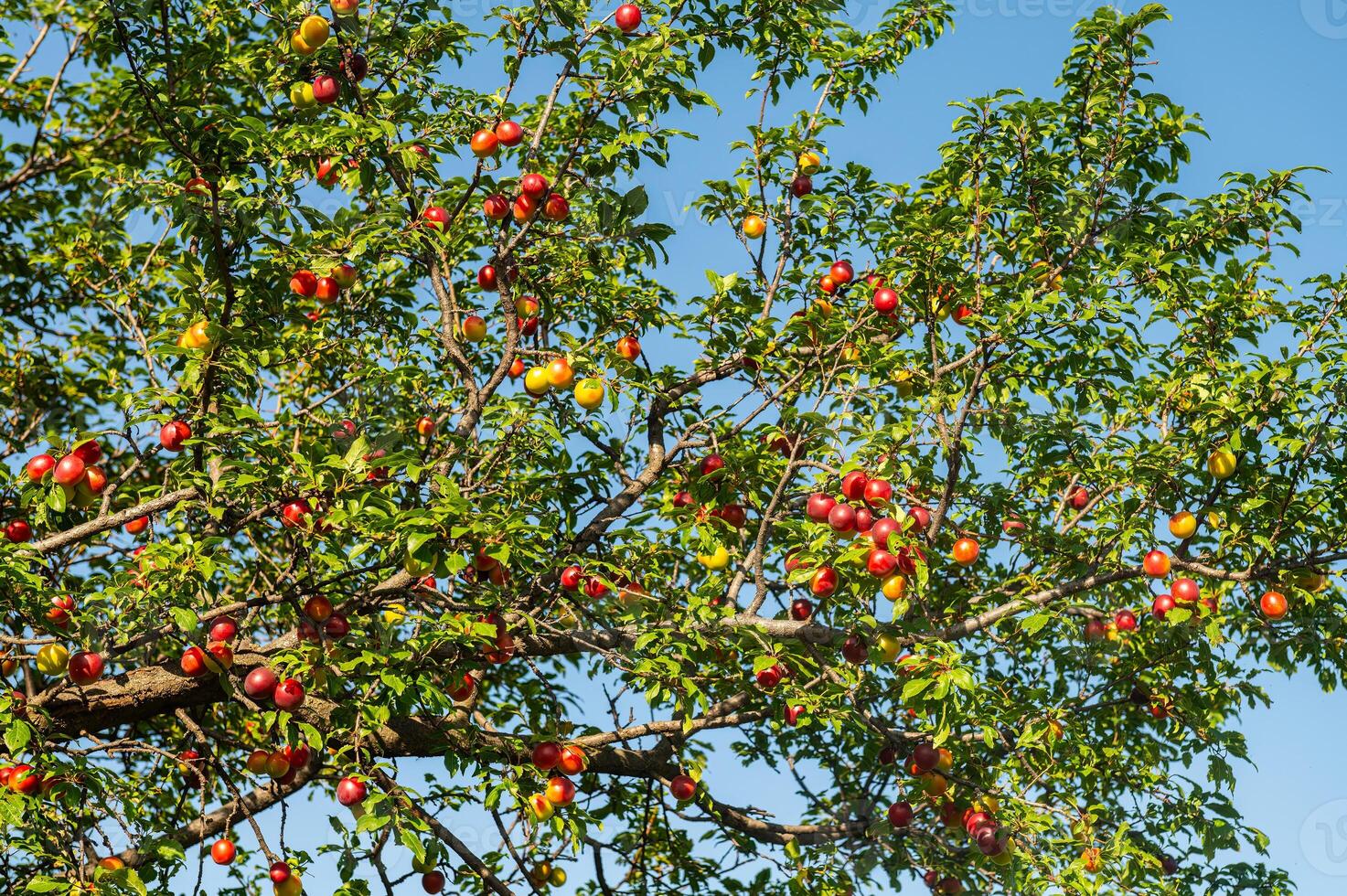 Red and yellow coloured delicious plum fruits on the plum tree branch. photo