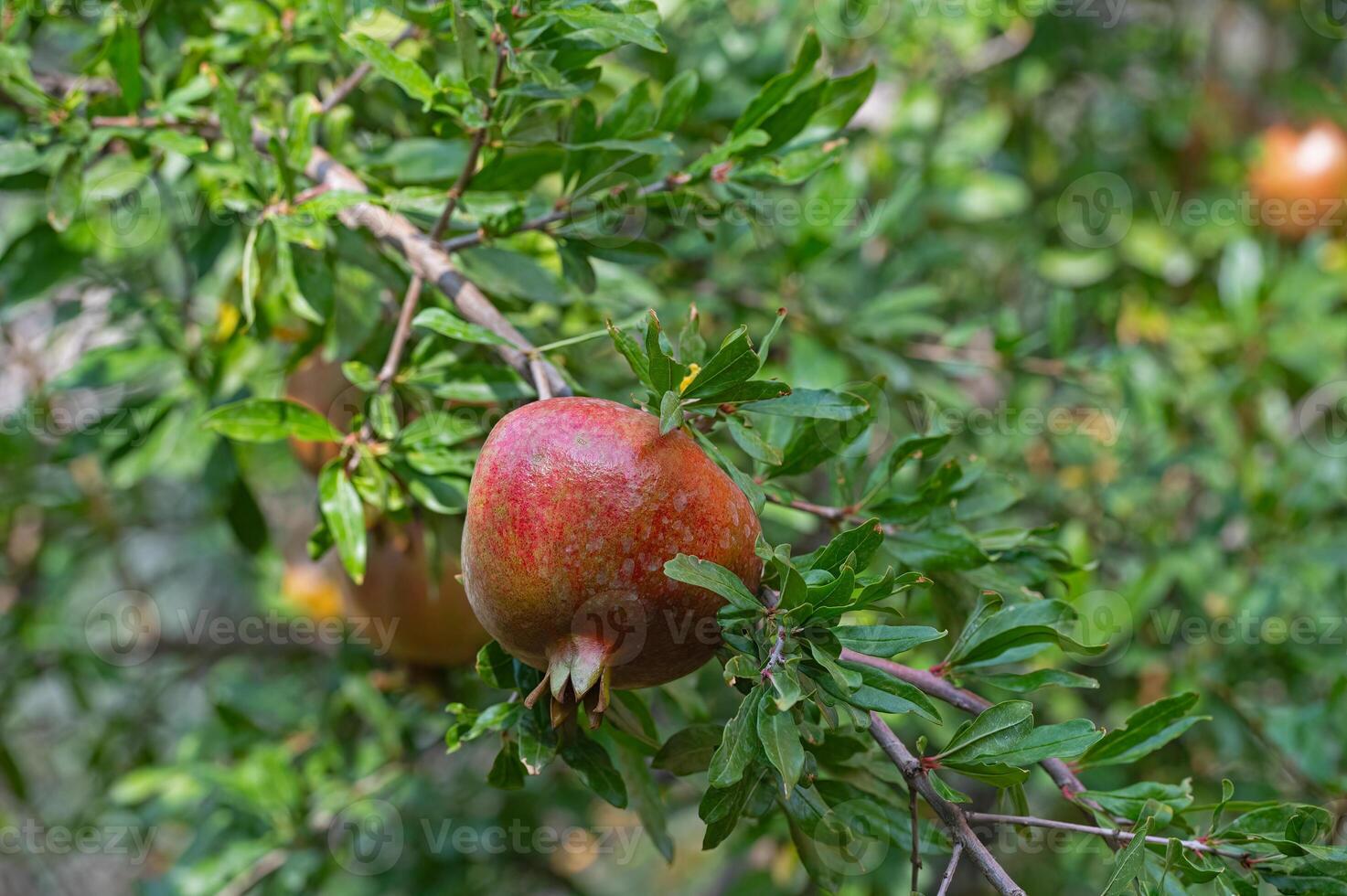 Pomegranate fruit on a tree branch. photo