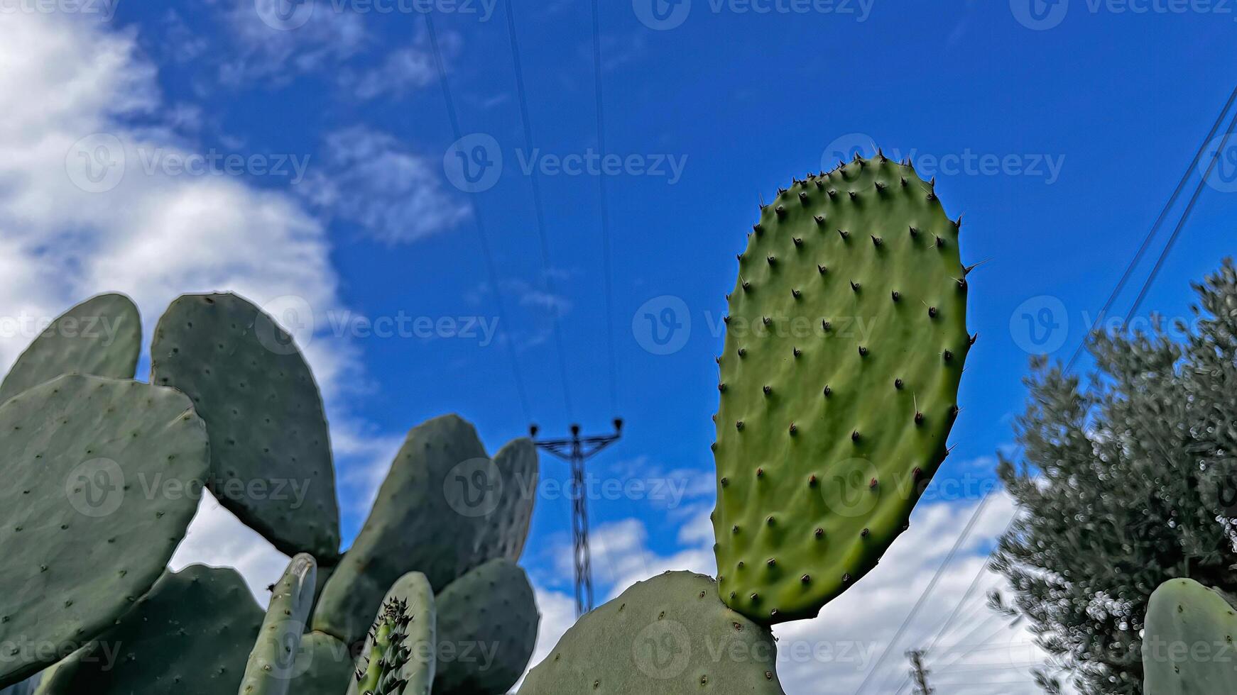 Cactus plant whose fruits can be eaten in Antalya Turkey. photo