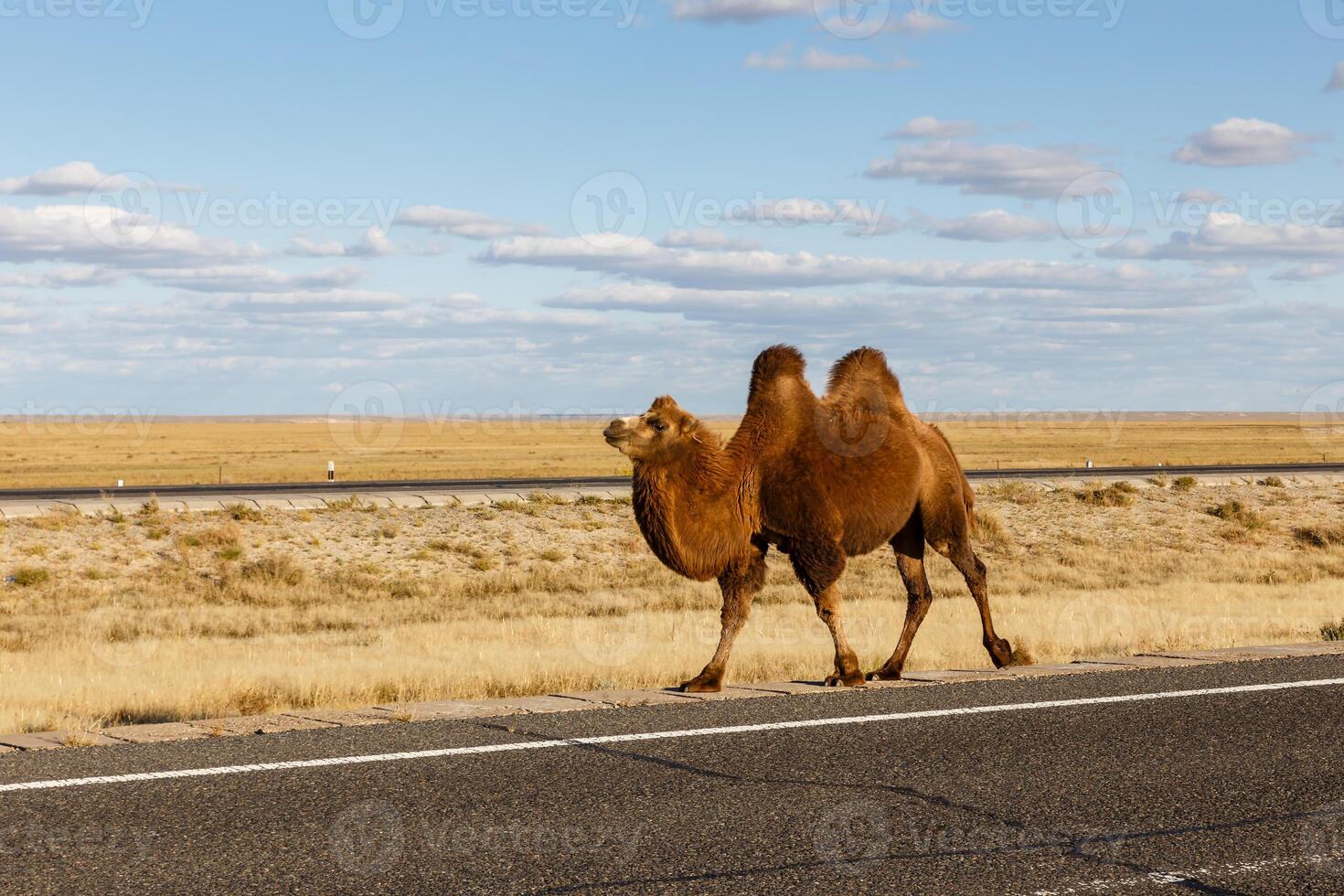 Two-humped camel goes on the road photo