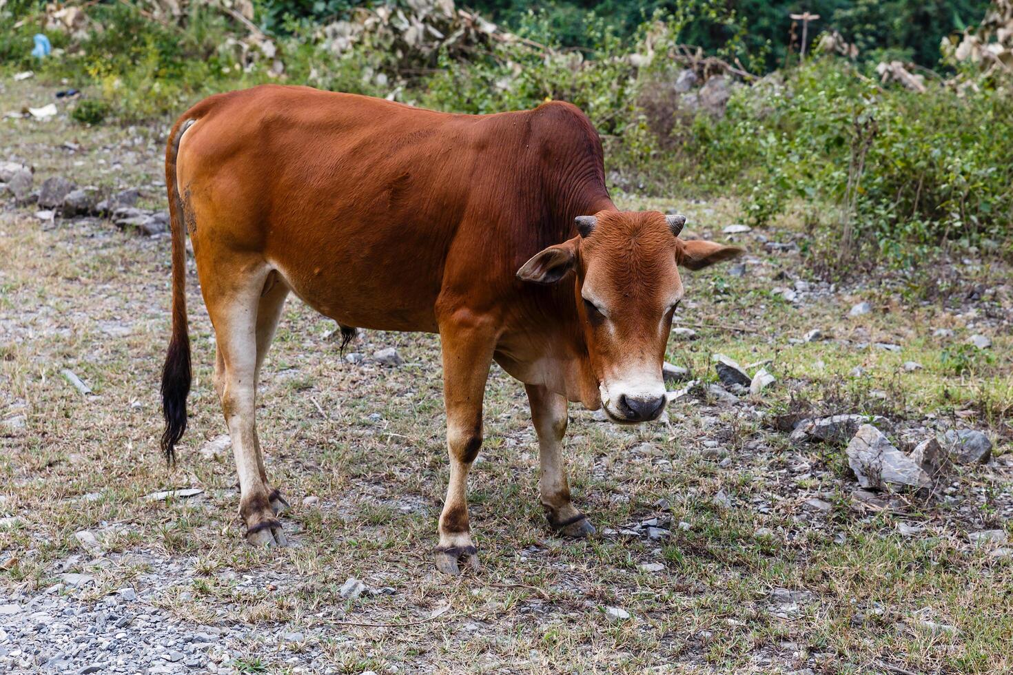 Brown bull stands on the side of the road in the mountains photo