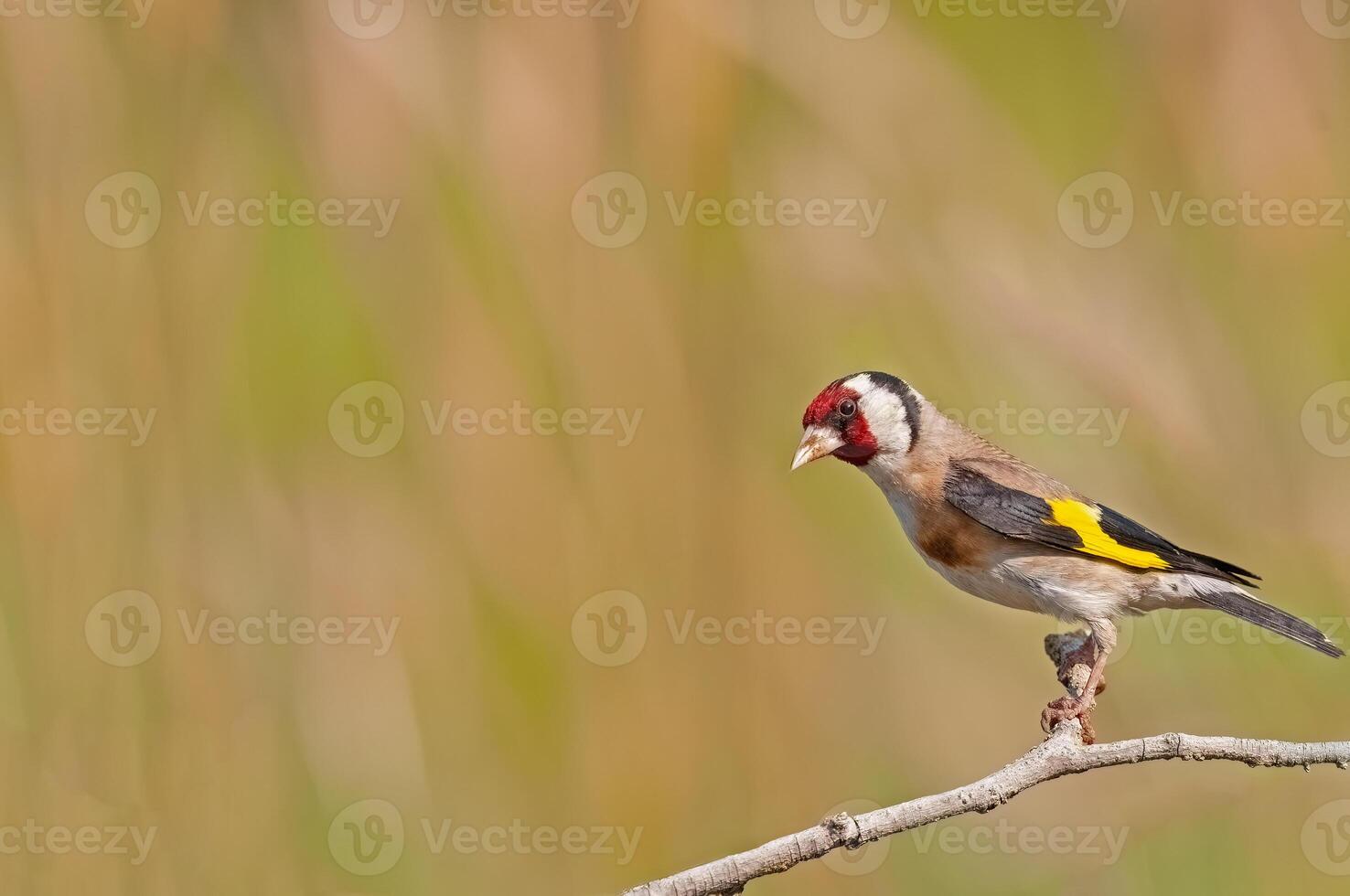 Small colorful bird perched on a tree branch. Blurred background. Copy space. European goldfinch, Carduelis carduelis. photo