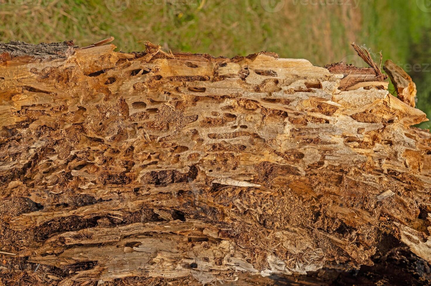 Tree trunk eaten by insects. Natural old tree texture. Wood surface defects and fibres up close. photo
