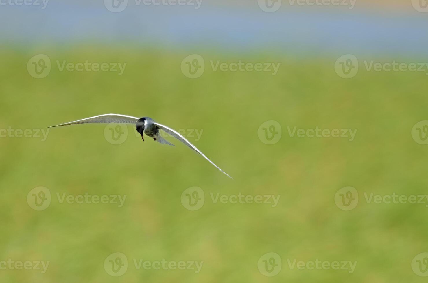 A white wetland bird flying over the lake. The bird is being hunted. Common Tern, Sterna hirundo. Green background. photo