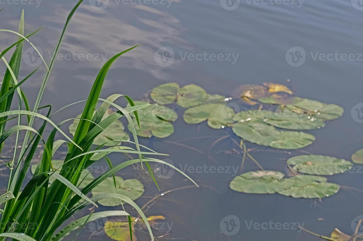 Water lily leaves and aquatic plants on the water. photo