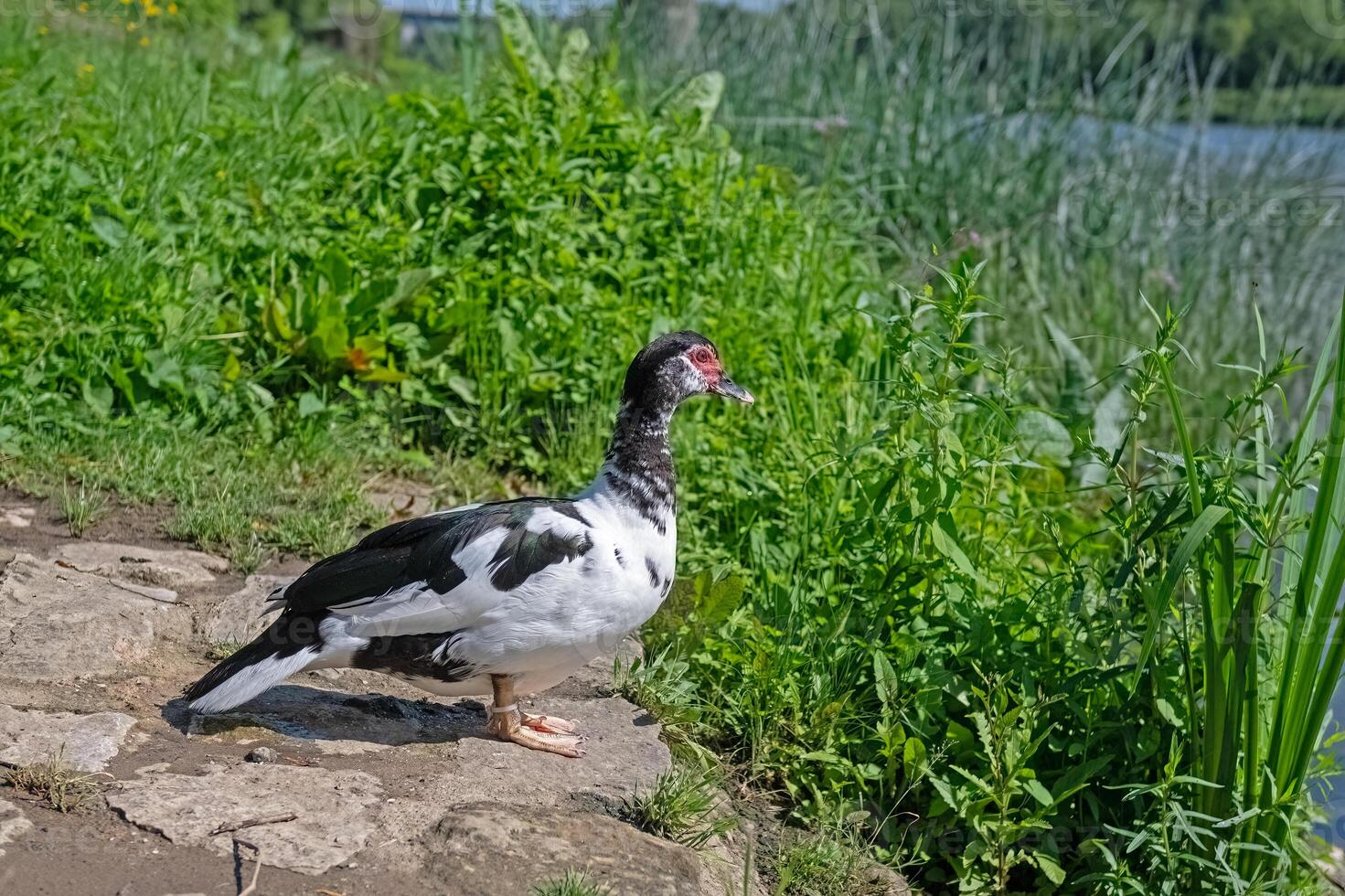 Muscovy duck sunbathing in the natural environment by the lake. photo