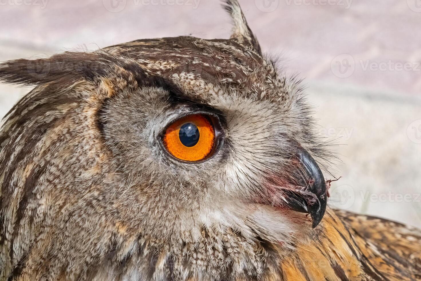 A close-up showing the intense gaze of a Eurasian Eagle Owl. Latin name Bubo bubo, selective focus. photo