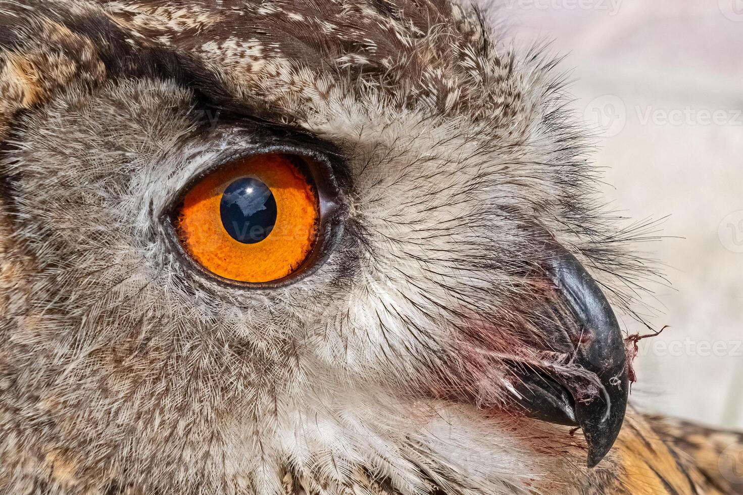 A close-up showing the intense gaze of a Eurasian Eagle Owl. Latin name Bubo bubo, selective focus. photo