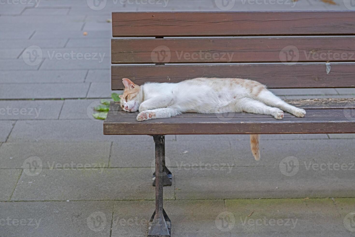 Lazy cat sleeping on a bench in a public park. photo