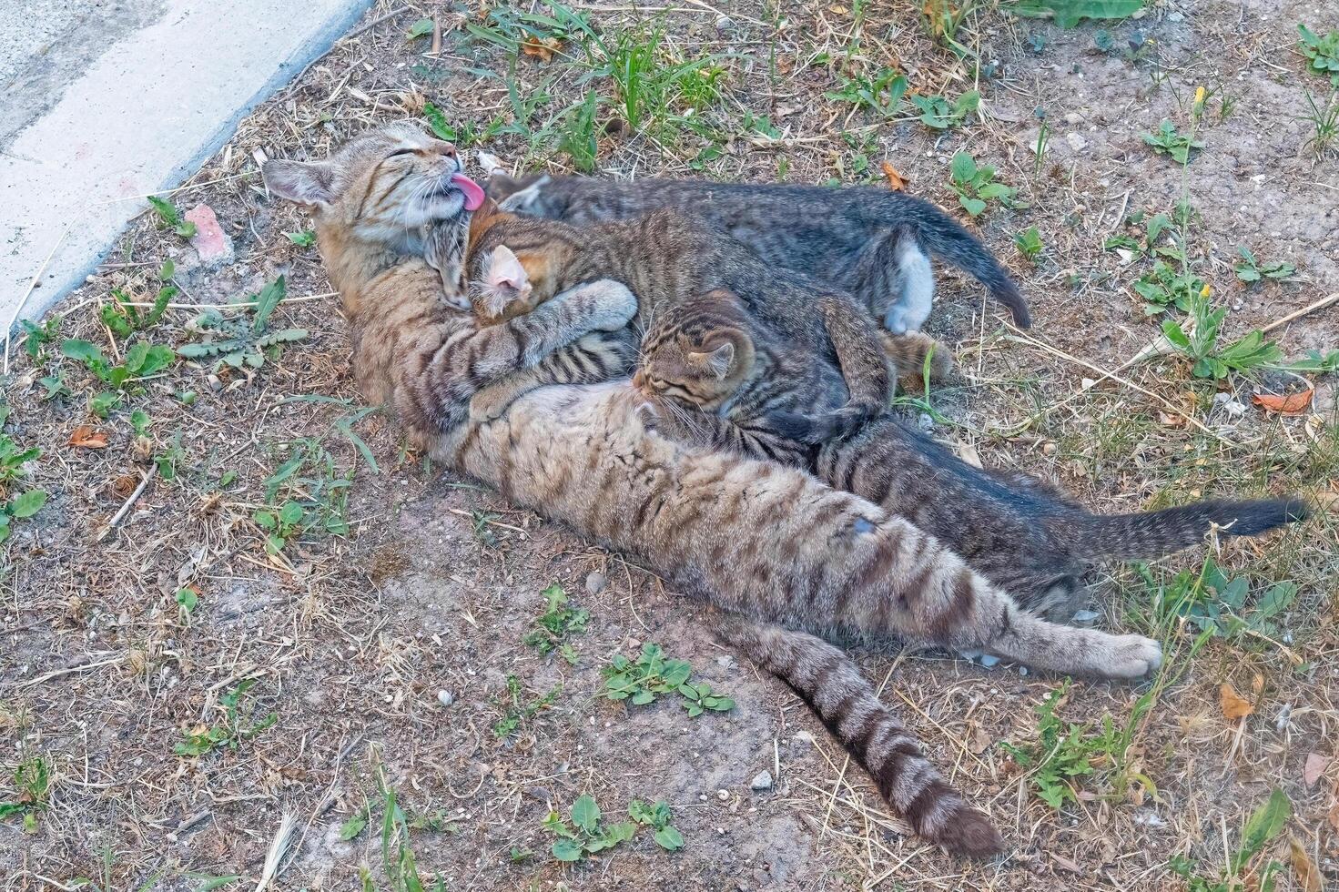 A mother cat nursing her kittens in the garden. photo
