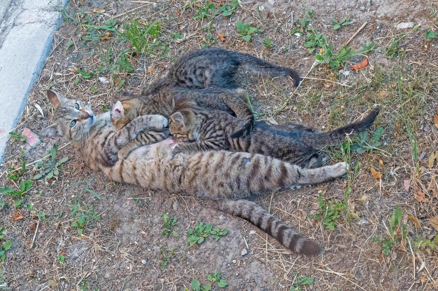 A mother cat nursing her kittens in the garden. photo