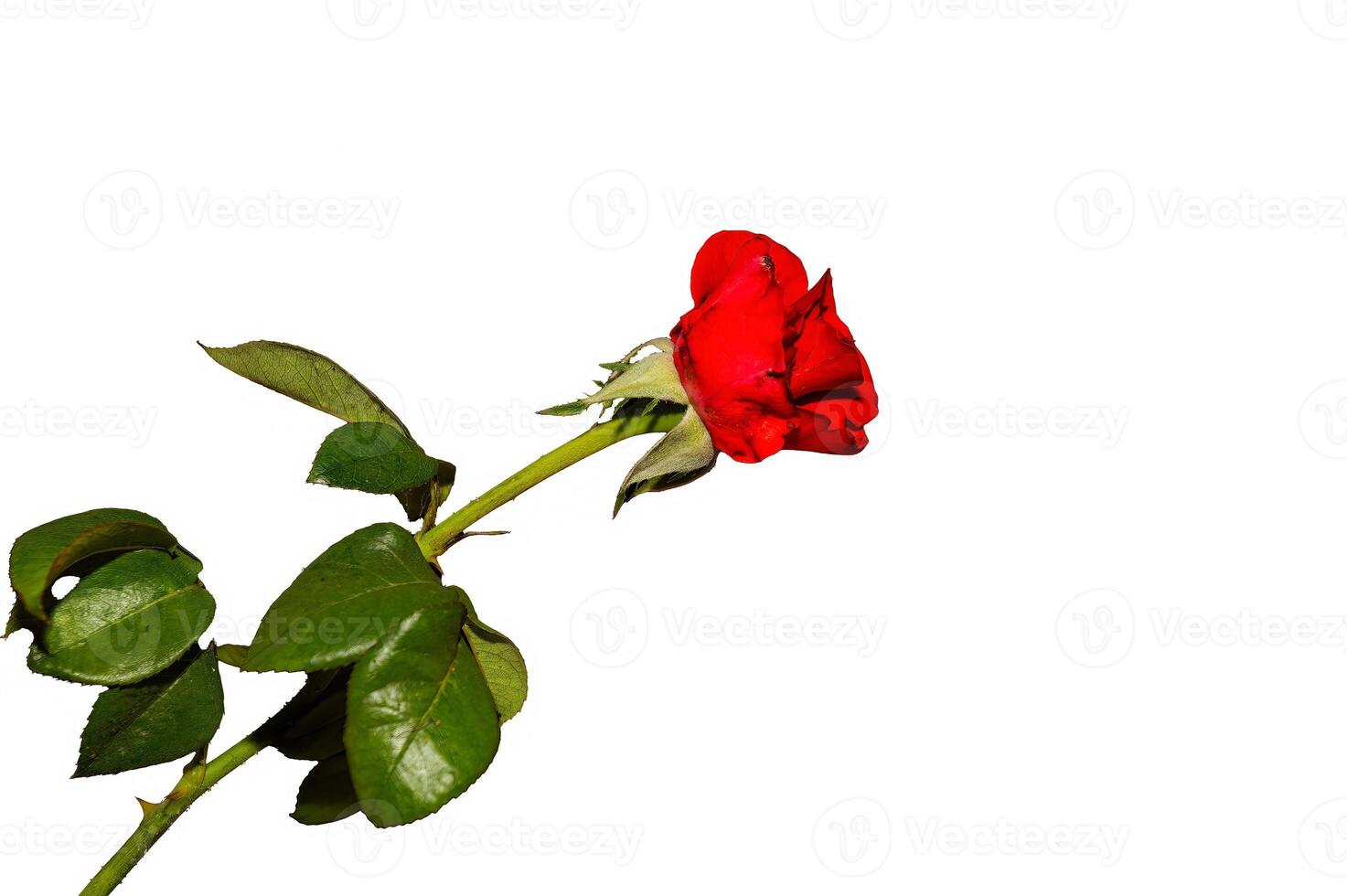 Red rose isolated on white. photo