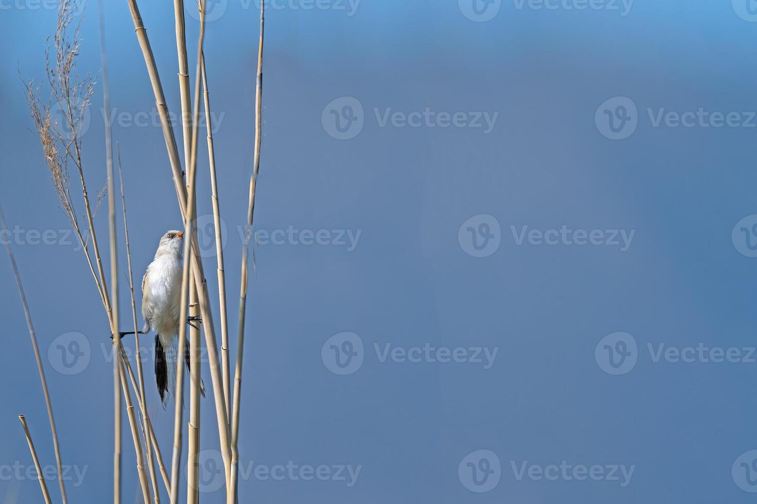Female Bearded Reedling, Panurus biarmicus on a reed stick. photo
