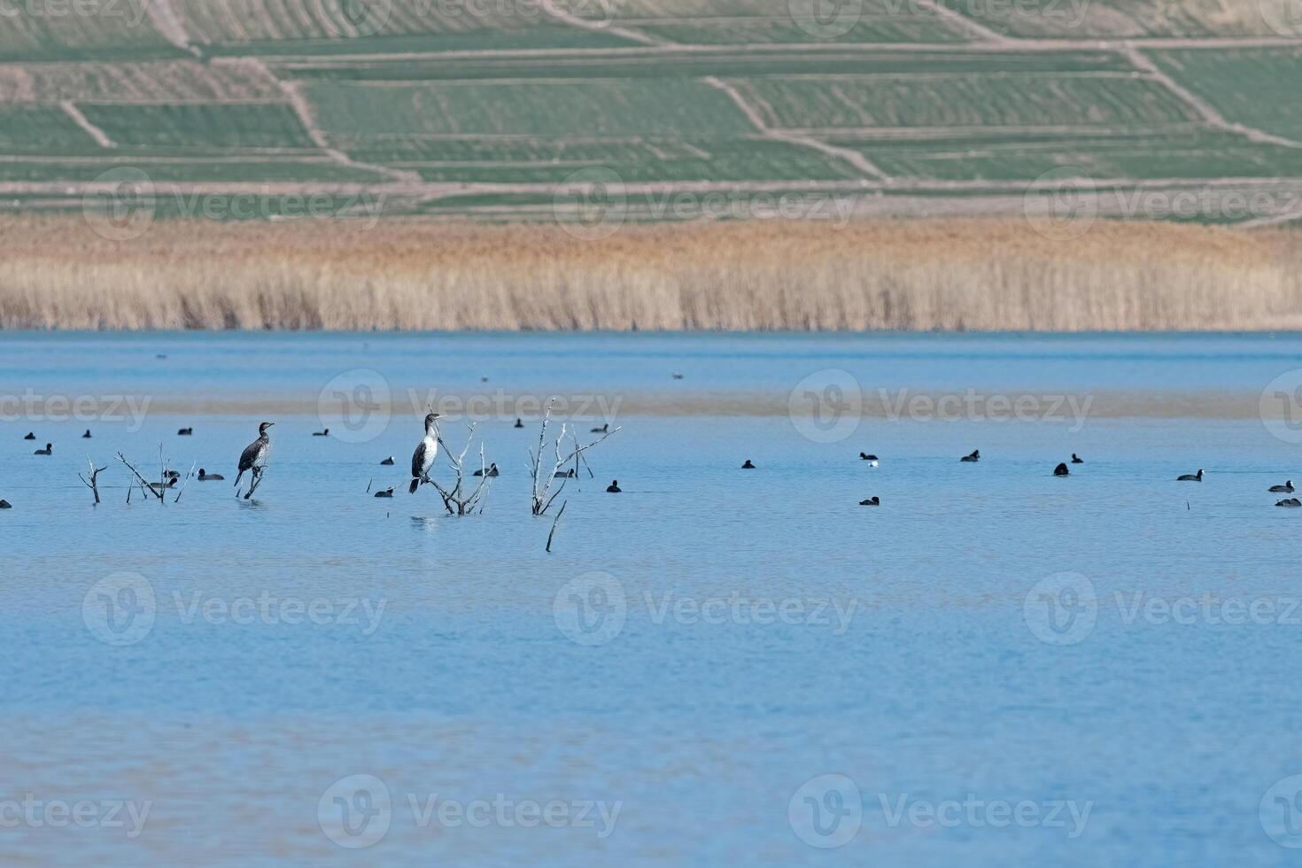 Birds perched on dry tree branches in the wetland and swimming in the lake. Great Cormorant, Eurasian Coot. photo