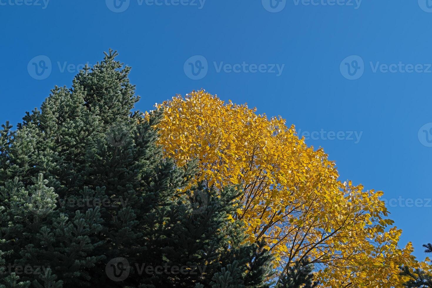 A tree with yellow leaves in autumn against the sky. photo