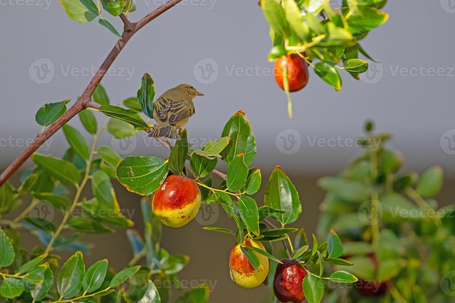 Ripe fruits on a jujube tree and a small bird on a branch. Willow Warbler, Phylloscopus trochilus photo