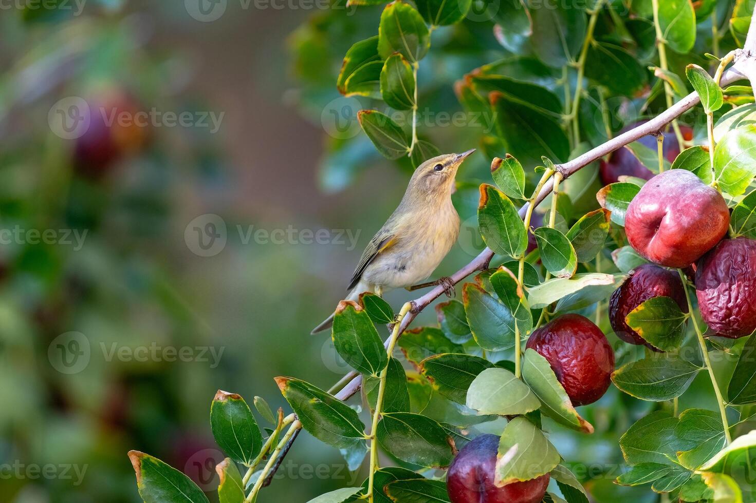 Ripe fruits on a jujube tree and a small bird on a branch. Willow Warbler, Phylloscopus trochilus photo