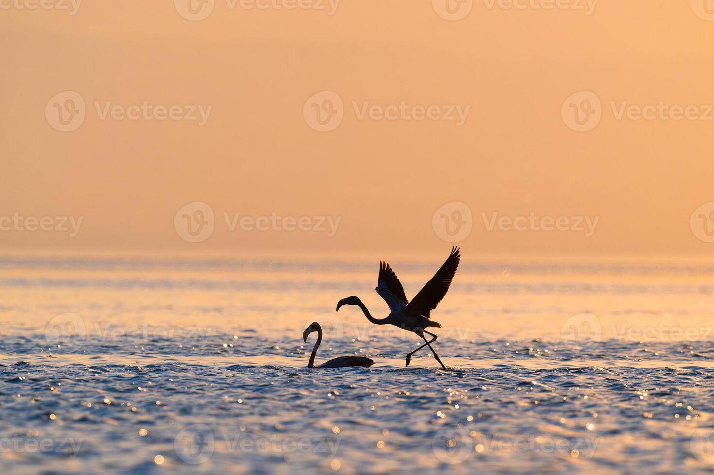 Flamingos on the lake in the magnificent beauty of the sunset light. Greater Flamingo, Phoenicopterus roseus. photo