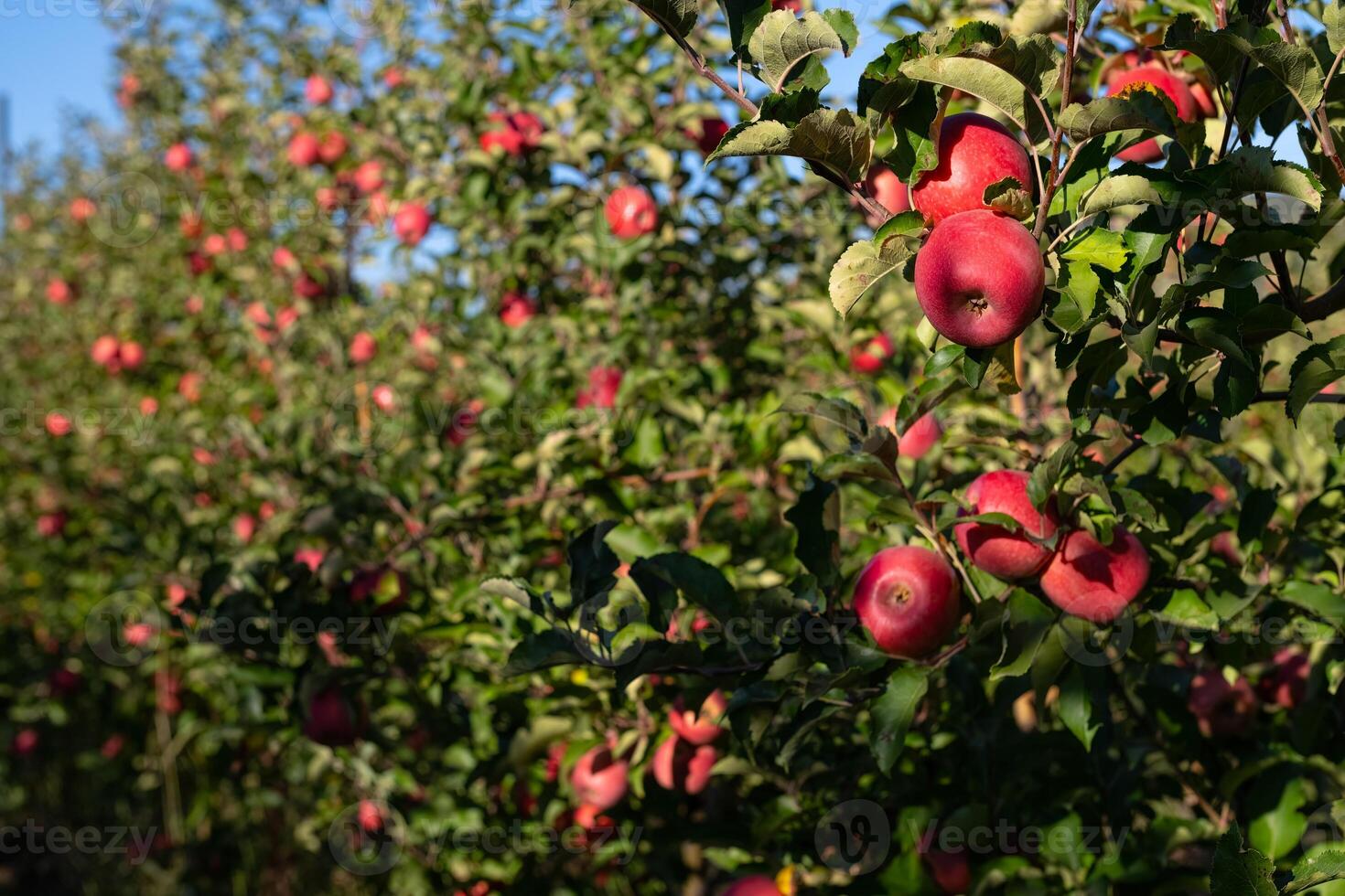Ripe, red, delicious apples in the apple orchard. photo