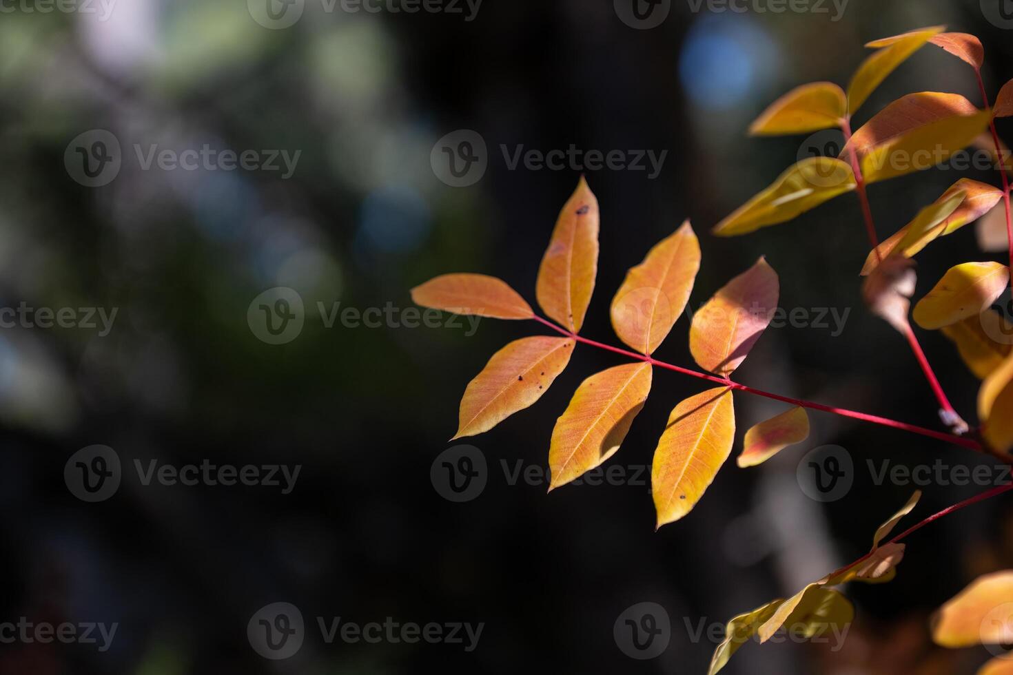 Leaves in golden yellow colors in autumn, with copy space. photo