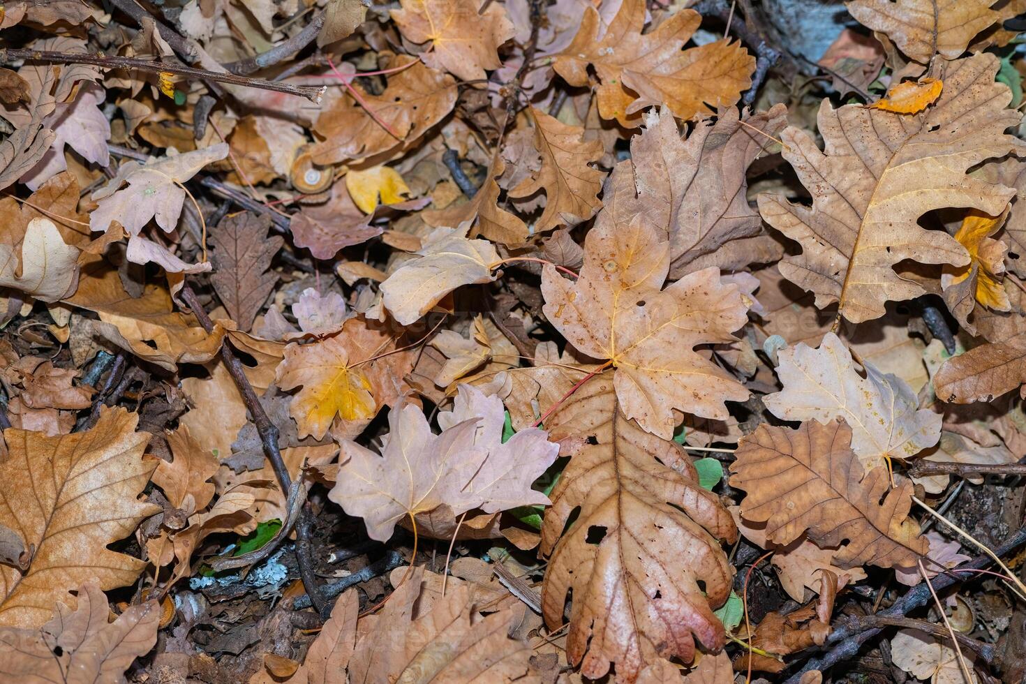 Dry oak leaves fallen to the ground in the fall in an oak forest. Quercus vulcanica photo