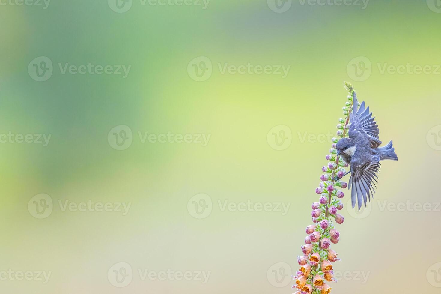 Small songbird on a flower. Bird with open wings. Coal Tit, Periparus ater, blurred green background, copy space. photo