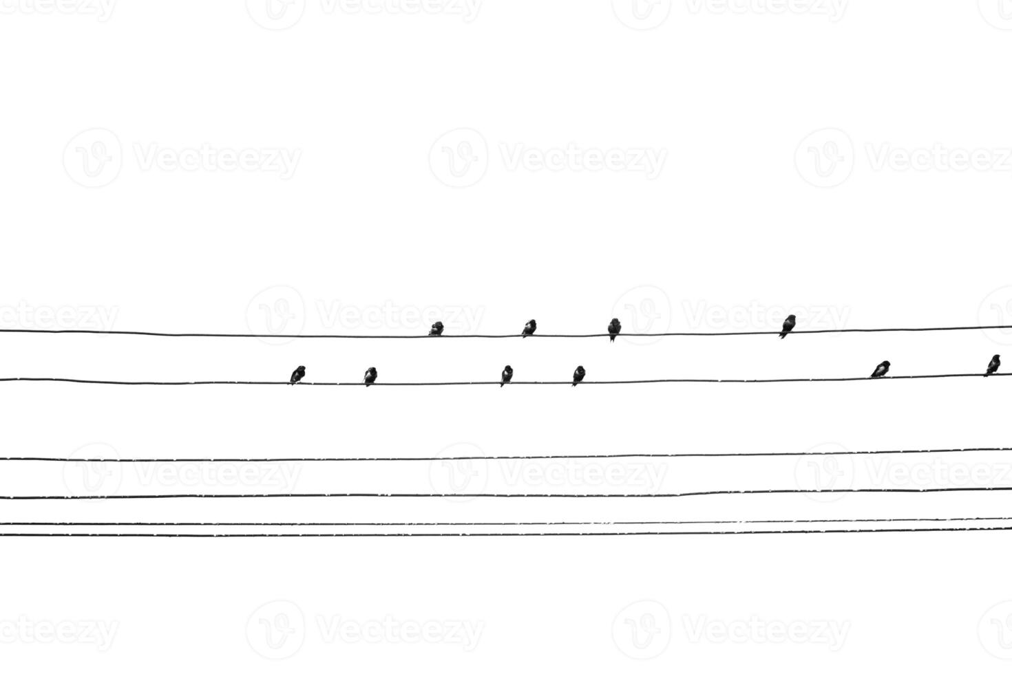 Black and White Birds Perched on Power Lines, Minimalist Nature Photography, Birds in Formation, Isolated on White Background photo