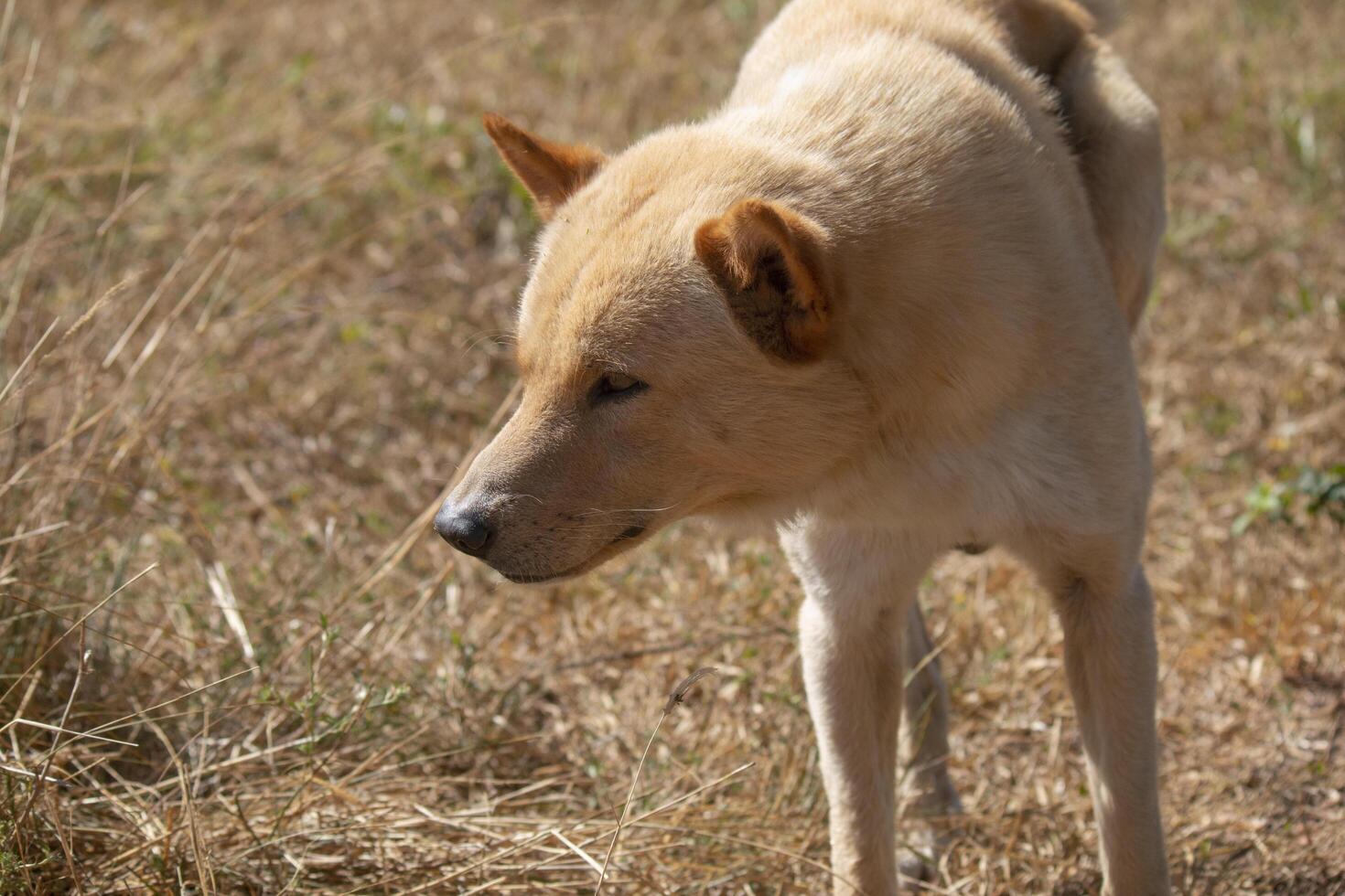 Wild Dingo Dog in Natural Habitat Australia Unique Wildlife Brown and Tan Fur Canine Outdoors photo