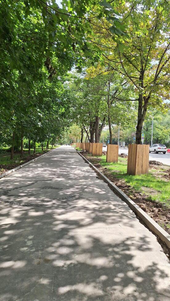 Sunny tree-lined pathway with dappled shadows in urban setting photo