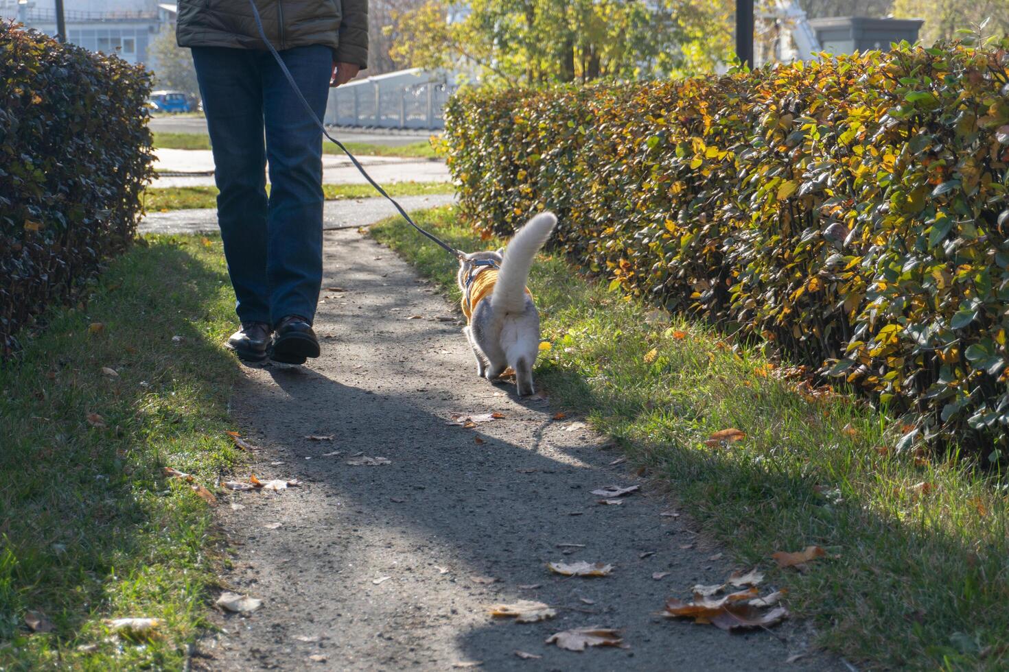 Autumn walk with a dog on a tree-lined pathway photo