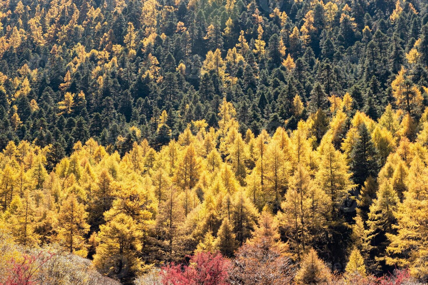 Golden pine forest on hill photo