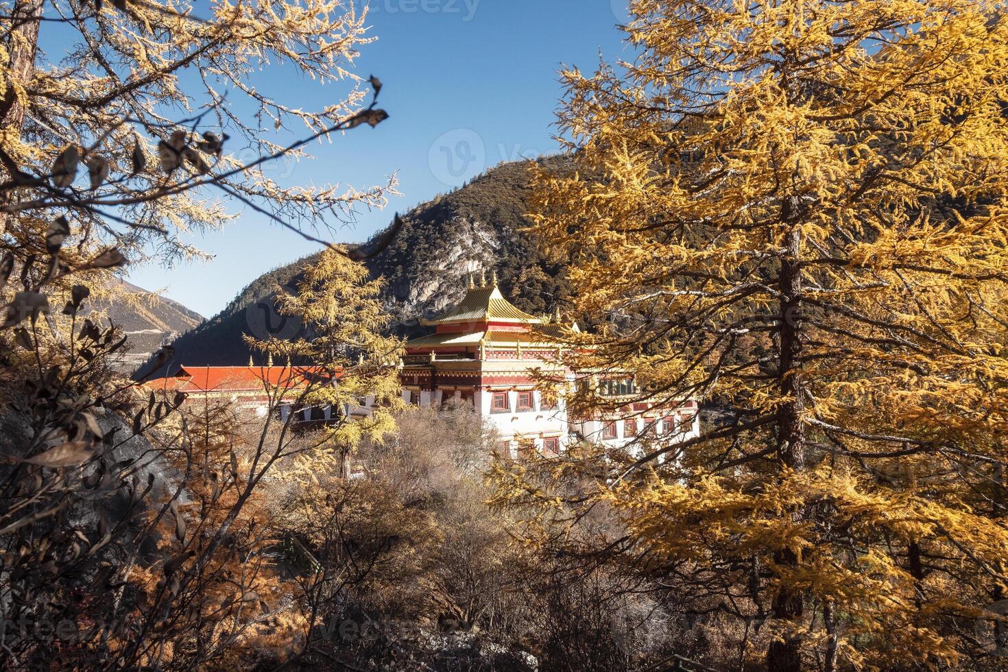 Chong Gu monastery shining in autumn pine forest at Yading nature reserve photo