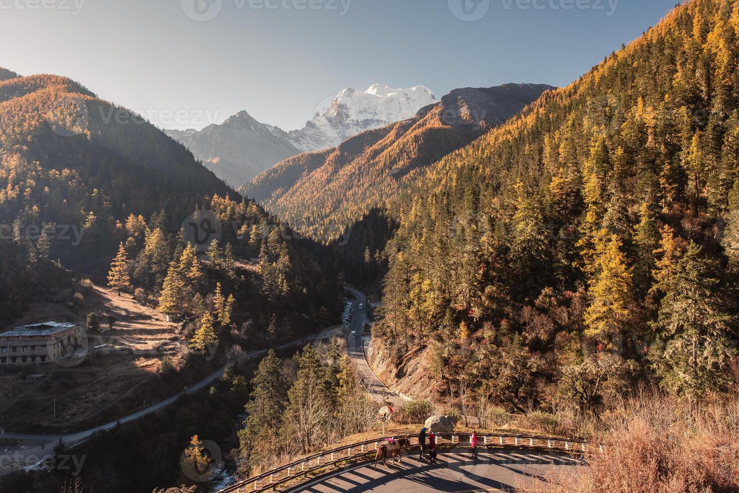 Landscape golden pine forest on mountain range in autumn at sunset photo