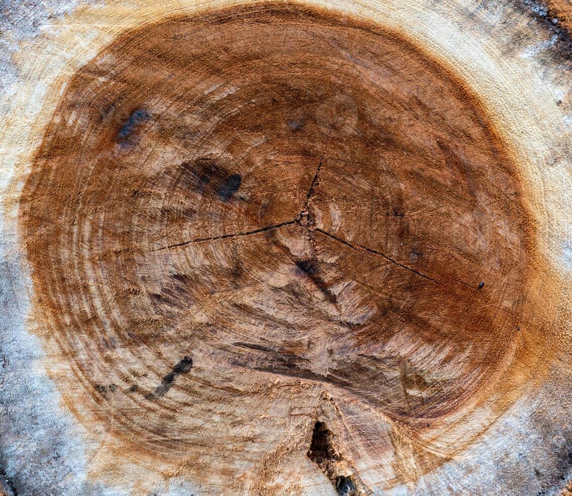 Wooden timber stump circular textured photo