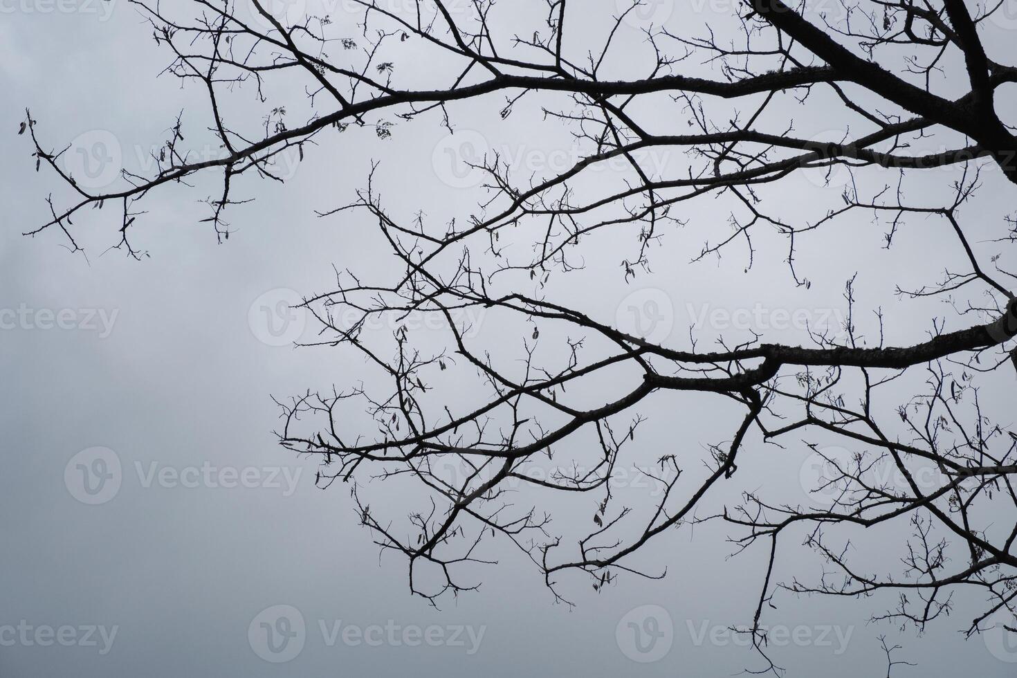 Dried branch on tree in gloomy photo