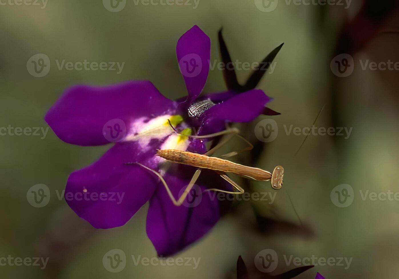 Purple Flower with Bee on Petals photo