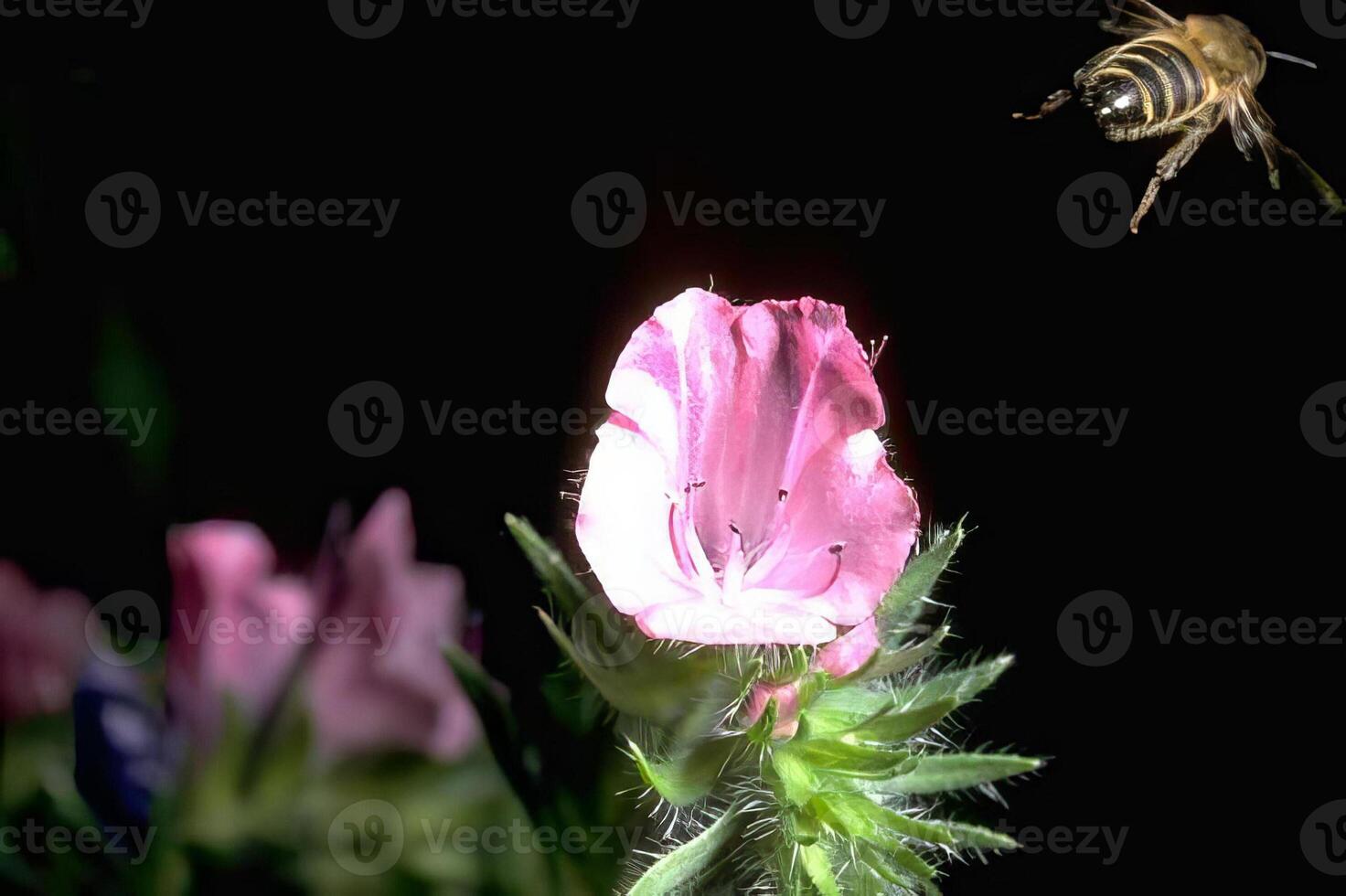 A Vibrant Flower and Bee Pollinating in Nature photo