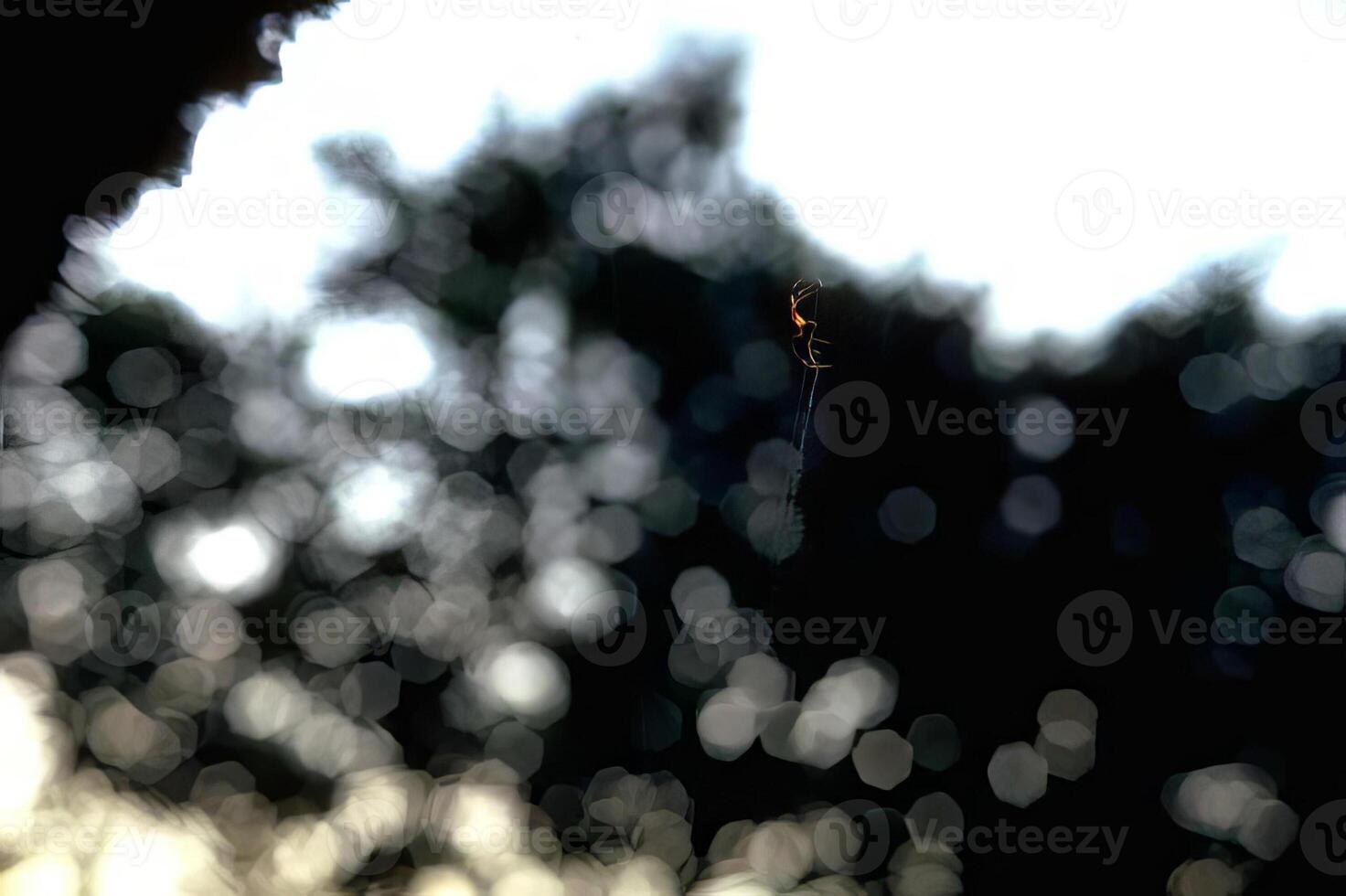 Frozen Water Droplets on Green Plant with Twigs and Grass Patterns photo
