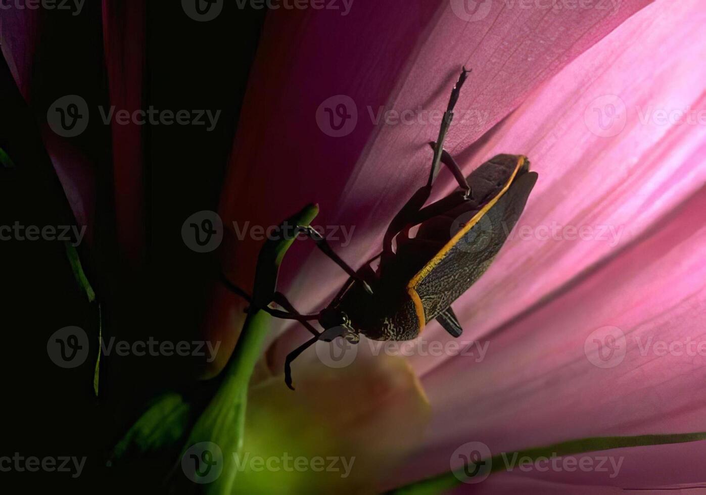 A Beautiful Purple Flower Attracting Bees and Insects photo